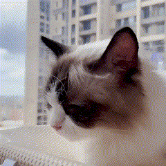 🐾Steady Foldable Cat Window Hammock🐾