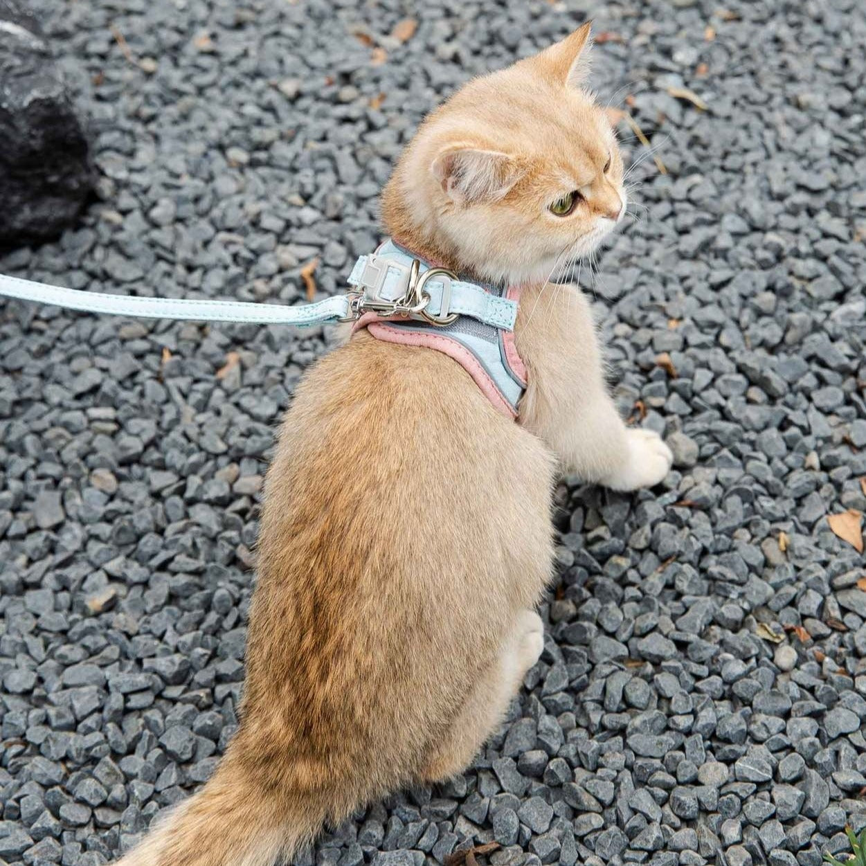 🐾Adjustable Escape-Proof Cat Harness