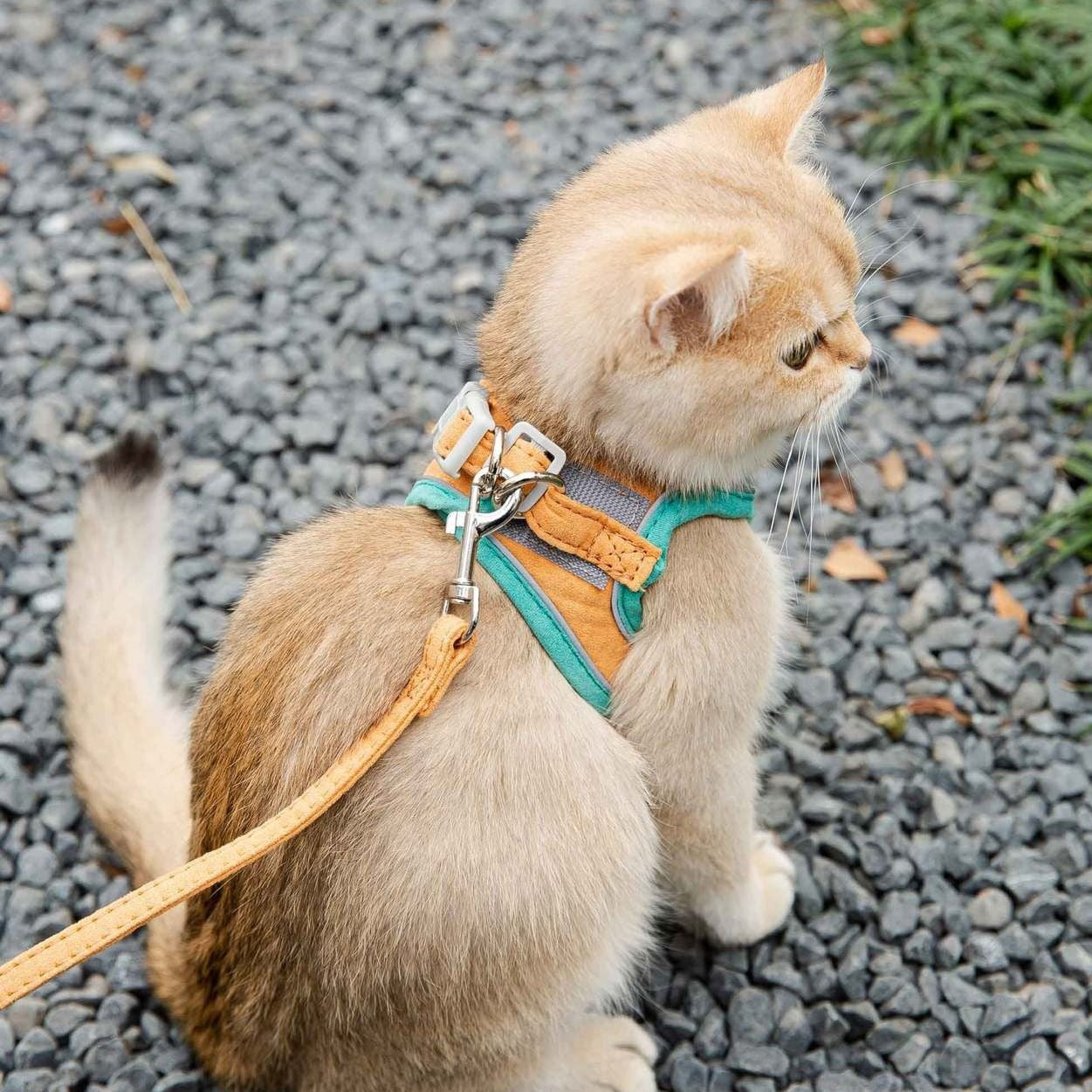 🐾Adjustable Escape-Proof Cat Harness